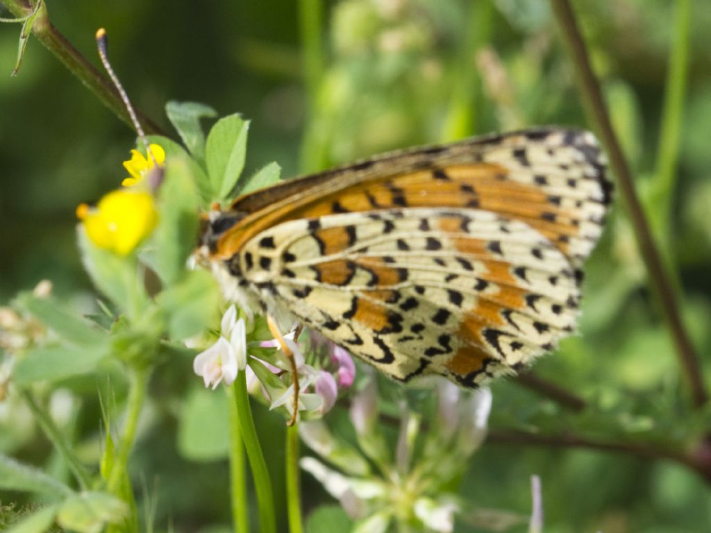 Melitaea didyma meridionalis?...  Melitaea didyma, femmina